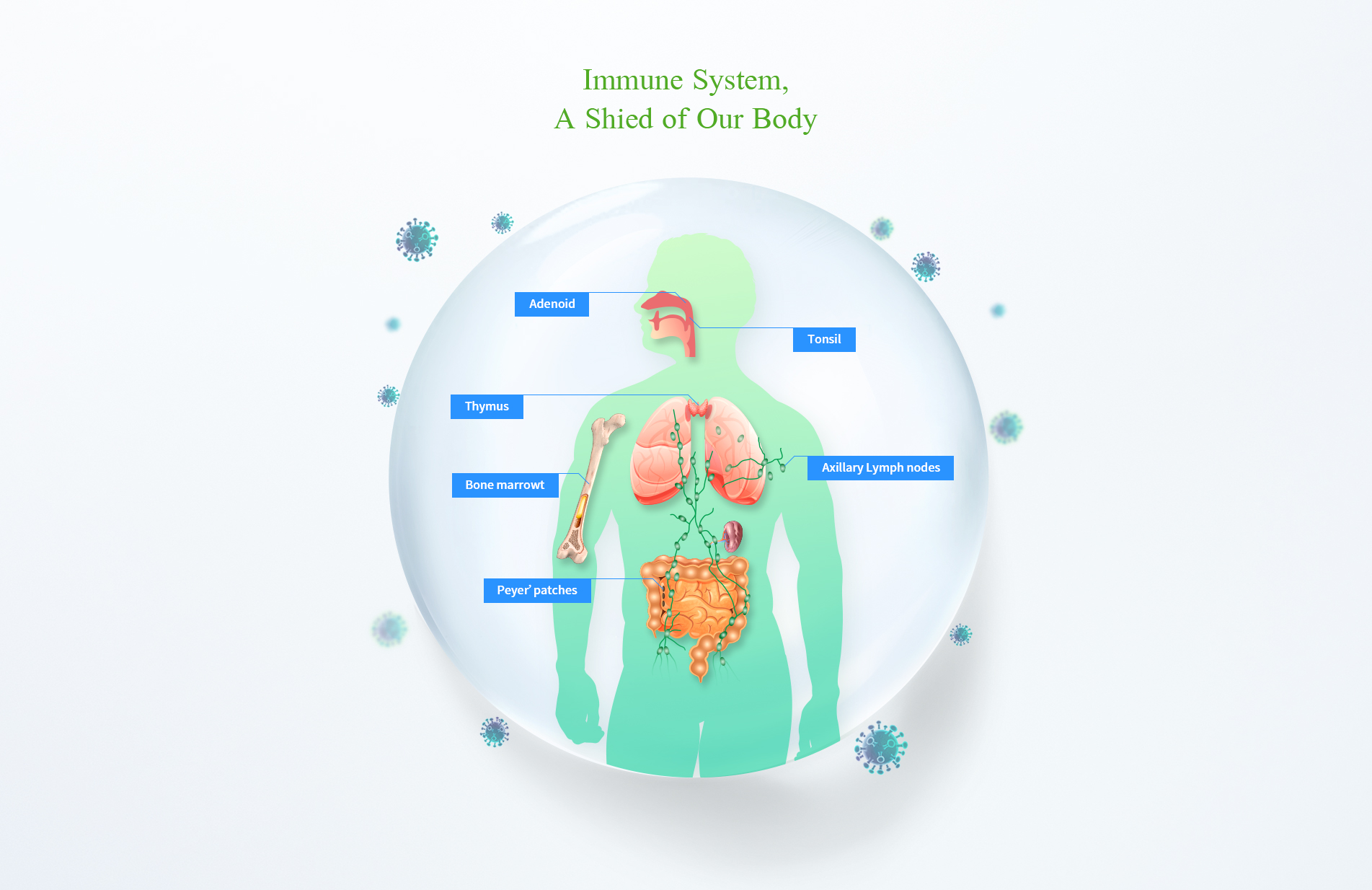 Immune System, A Shied of Our Body