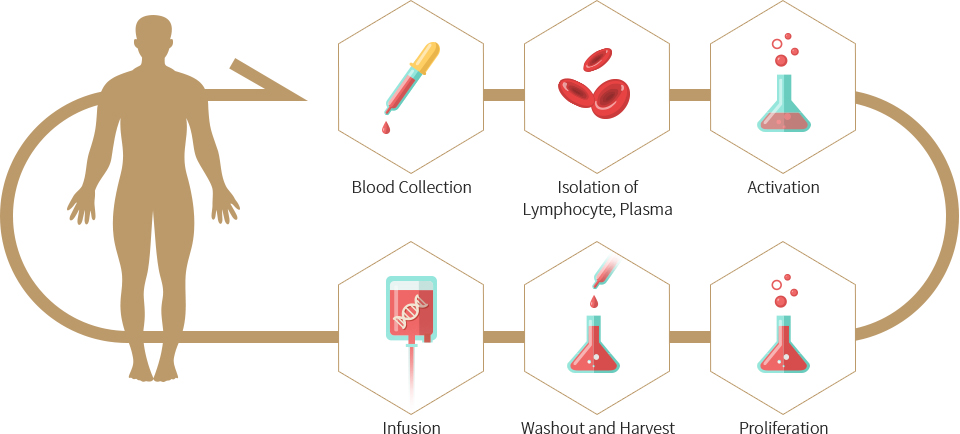 Blood Collection - Isolation of Lymphocyte, Plasma - Activation - Infusion - Washout and Harvest - Proliferation